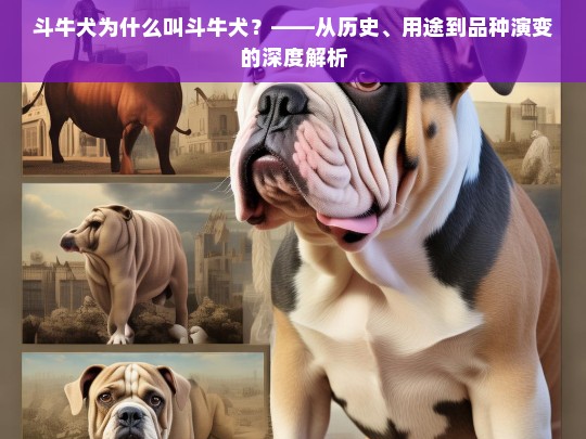 斗牛犬为什么叫斗牛犬？——从历史、用途到品种演变的深度解析