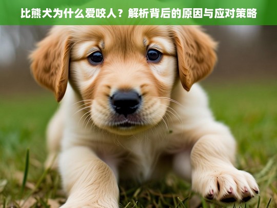 比熊犬为什么爱咬人？解析背后的原因与应对策略