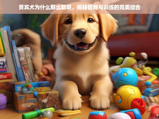 贵宾犬为什么那么聪明，揭秘智商与训练的完美结合