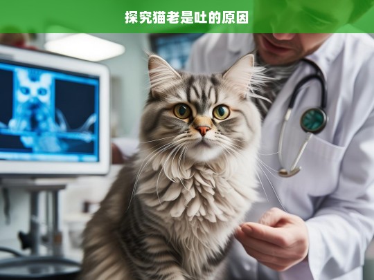 探究猫老是吐的原因