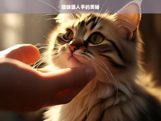 猫咪舔人手的奥秘