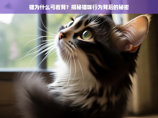 猫为什么弓着背？揭秘猫咪行为背后的秘密