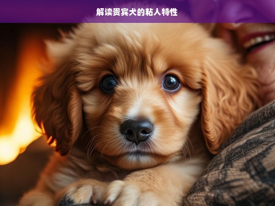 解读贵宾犬的粘人特性