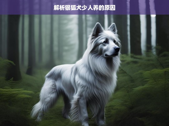 解析银狐犬少人养的原因