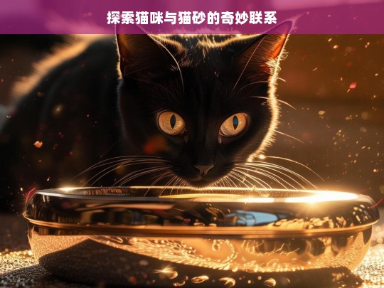 探索猫咪与猫砂的奇妙联系