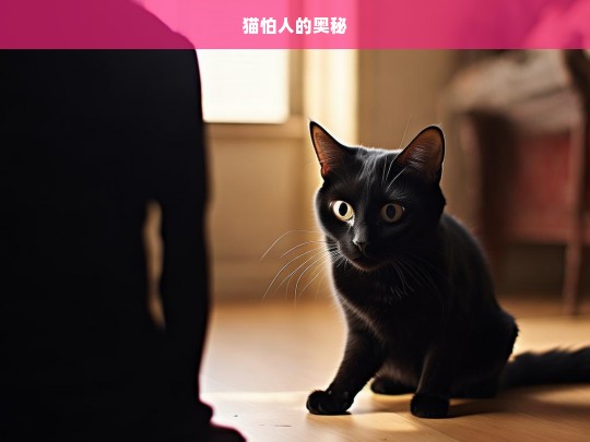 猫怕人的奥秘