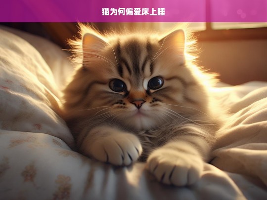 猫为何偏爱床上睡