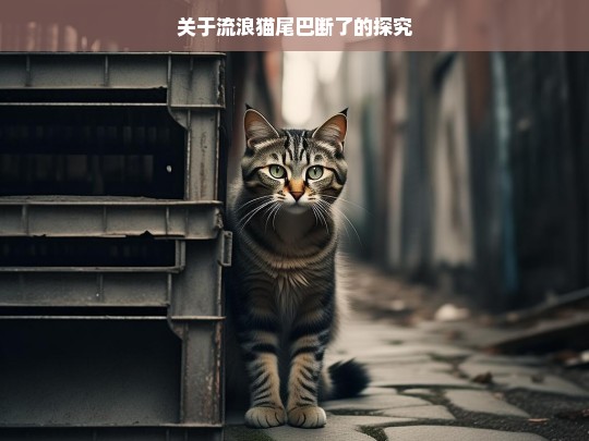 关于流浪猫尾巴断了的探究