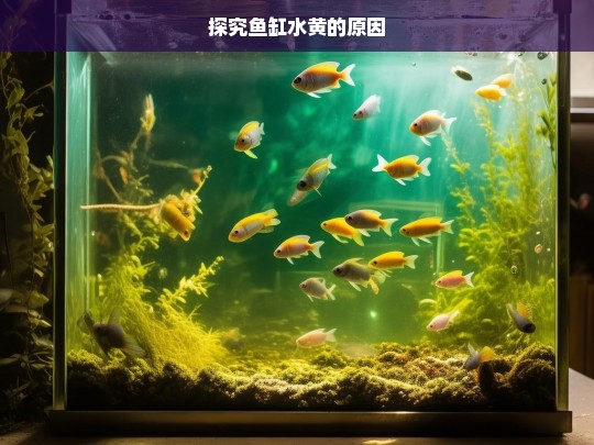 探究鱼缸水黄的原因