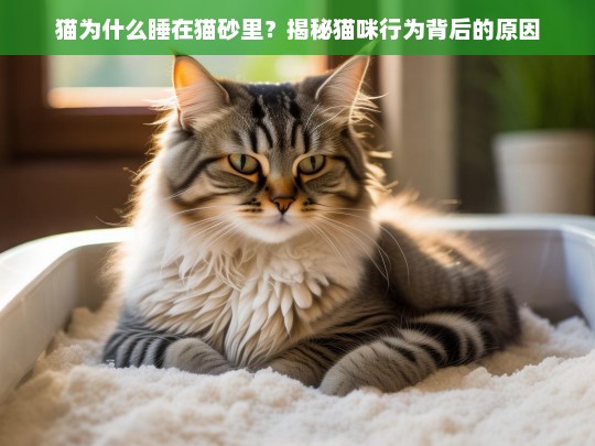 猫为什么睡在猫砂里？揭秘猫咪行为背后的原因