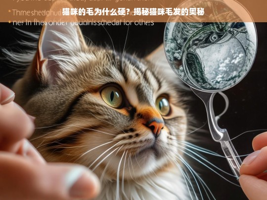 猫咪的毛为什么硬？揭秘猫咪毛发的奥秘