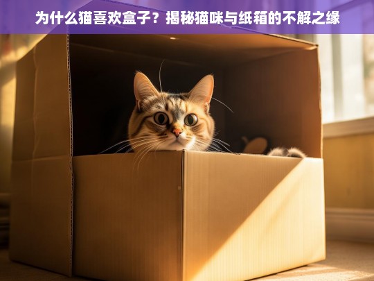 为什么猫喜欢盒子？揭秘猫咪与纸箱的不解之缘