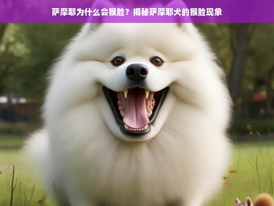 萨摩耶为什么会猴脸？揭秘萨摩耶犬的猴脸现象