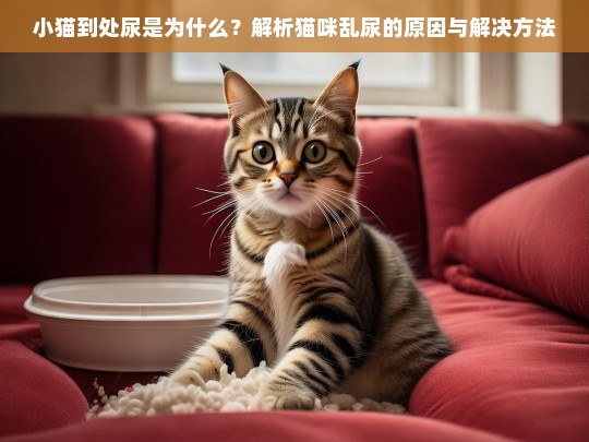 小猫到处尿是为什么？解析猫咪乱尿的原因与解决方法