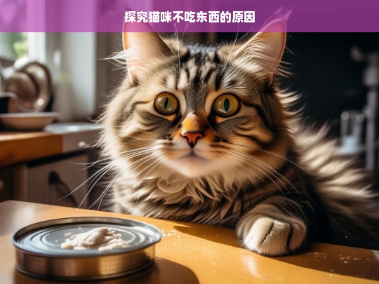 探究猫咪不吃东西的原因