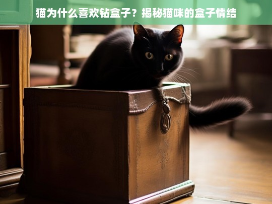 猫为什么喜欢钻盒子？揭秘猫咪的盒子情结