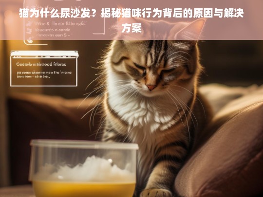 猫为什么尿沙发？揭秘猫咪行为背后的原因与解决方案