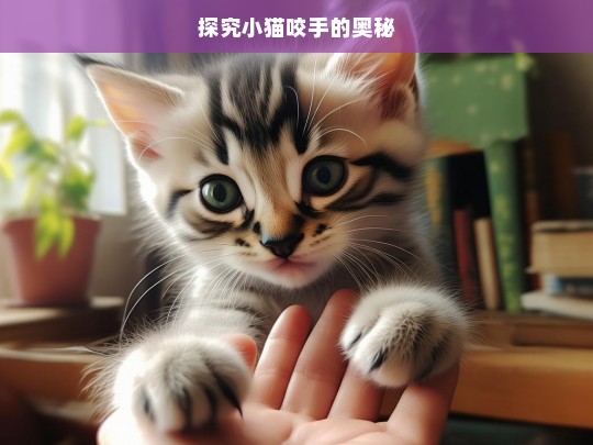 探究小猫咬手的奥秘