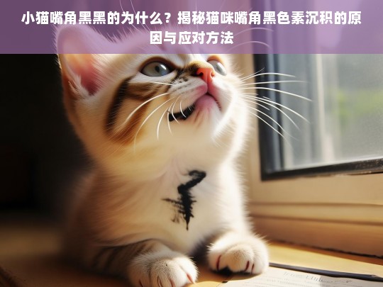 小猫嘴角黑黑的为什么？揭秘猫咪嘴角黑色素沉积的原因与应对方法