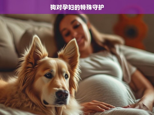 狗对孕妇的特殊守护