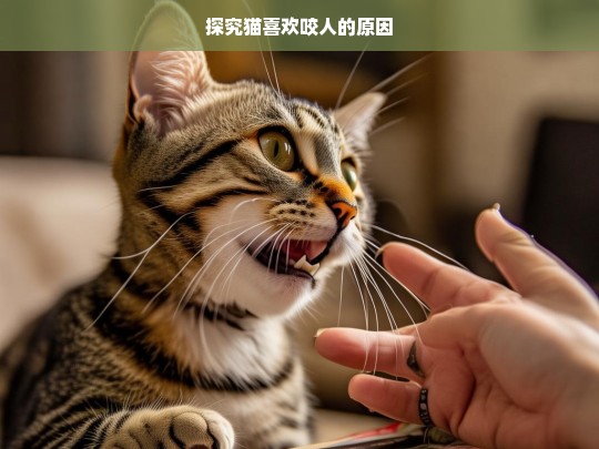 探究猫喜欢咬人的原因