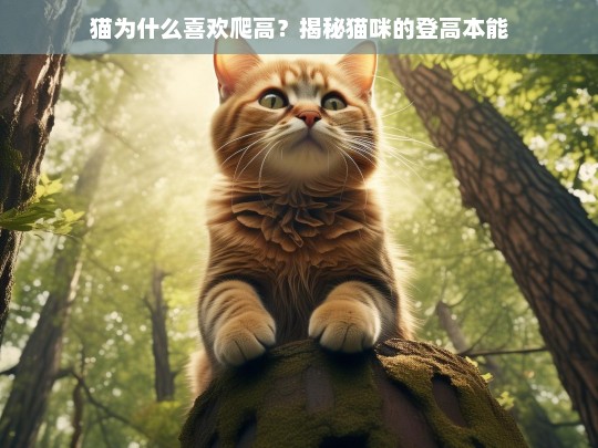 猫为什么喜欢爬高？揭秘猫咪的登高本能