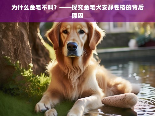 为什么金毛不叫？——探究金毛犬安静性格的背后原因