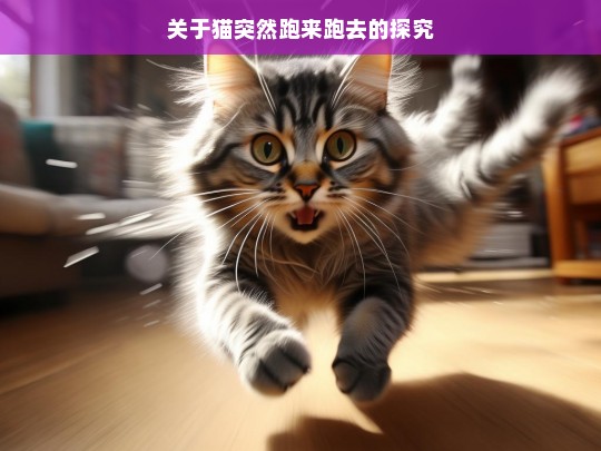 关于猫突然跑来跑去的探究