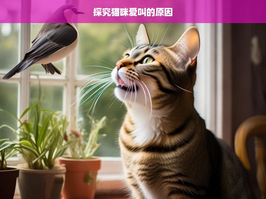 探究猫咪爱叫的原因