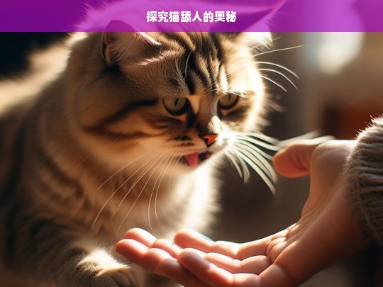 探究猫舔人的奥秘