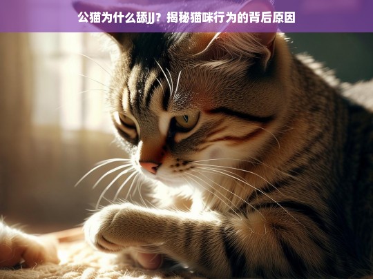 公猫为什么舔JJ？揭秘猫咪行为的背后原因