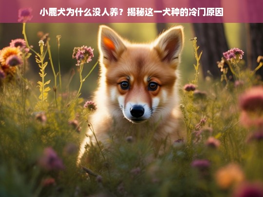 小鹿犬为什么没人养？揭秘这一犬种的冷门原因