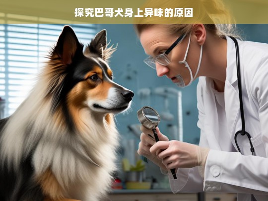 探究巴哥犬身上异味的原因