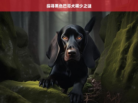 探寻黑色巴哥犬稀少之谜