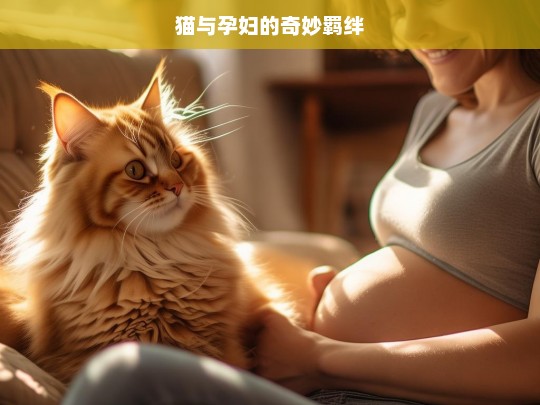 猫与孕妇的奇妙羁绊