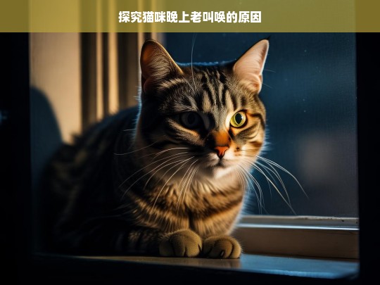 探究猫咪晚上老叫唤的原因