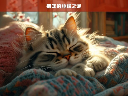 猫咪的睡眠之谜