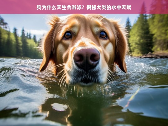 狗为什么天生会游泳？揭秘犬类的水中天赋