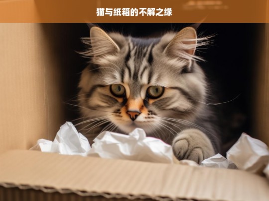 猫与纸箱的不解之缘