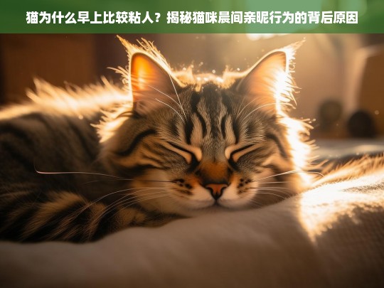 猫为什么早上比较粘人？揭秘猫咪晨间亲昵行为的背后原因