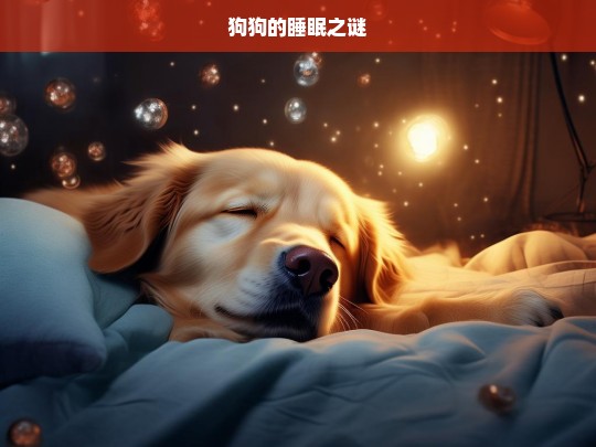 狗狗的睡眠之谜