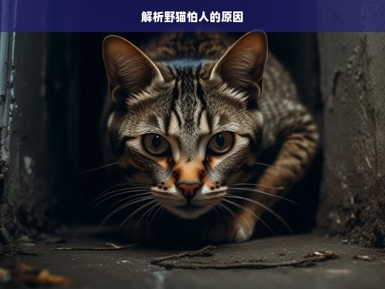 解析野猫怕人的原因