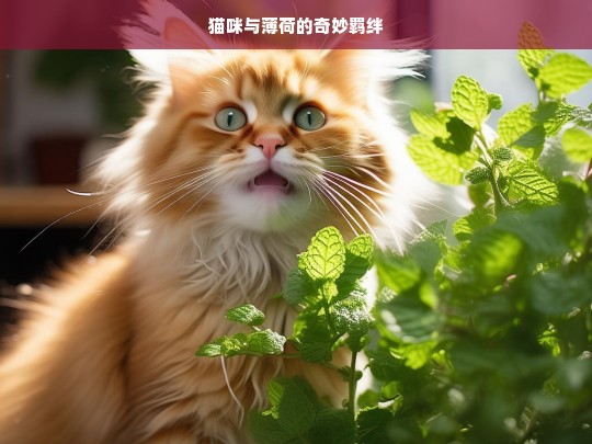 猫咪与薄荷的奇妙羁绊