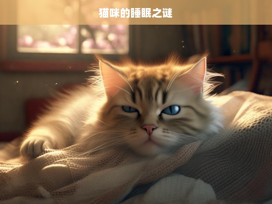 猫咪的睡眠之谜