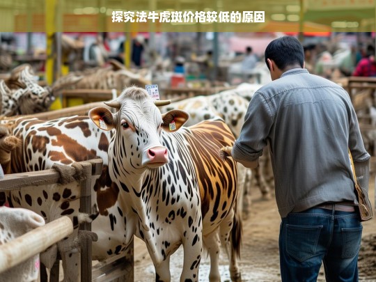 探究法牛虎斑价格较低的原因