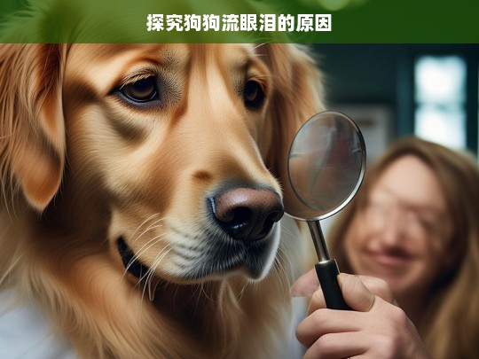 探究狗狗流眼泪的原因