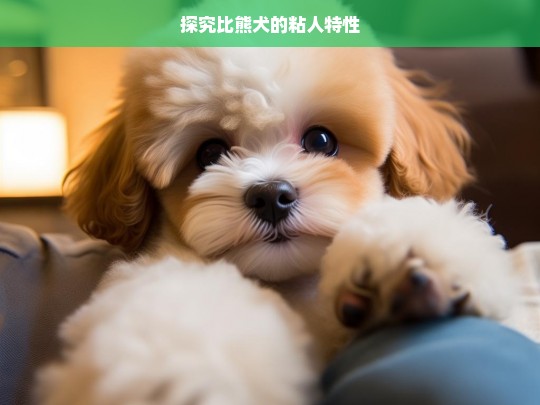 探究比熊犬的粘人特性