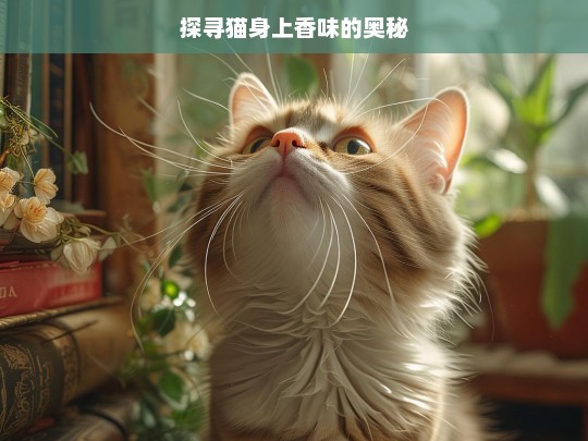 探寻猫身上香味的奥秘