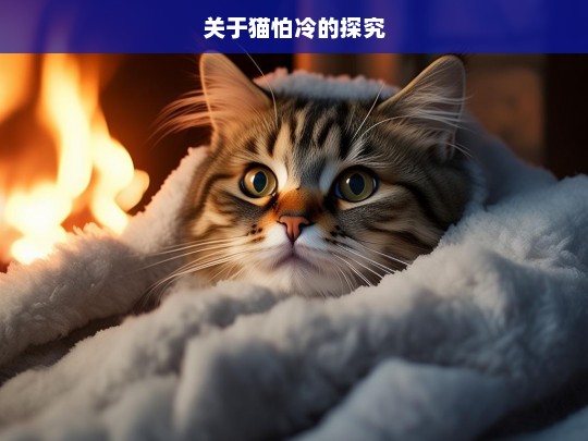 关于猫怕冷的探究