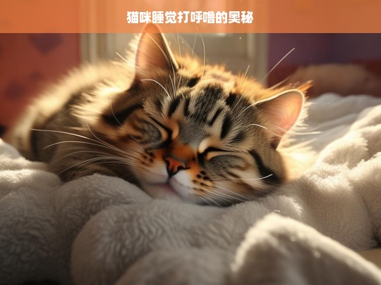 猫咪睡觉打呼噜的奥秘